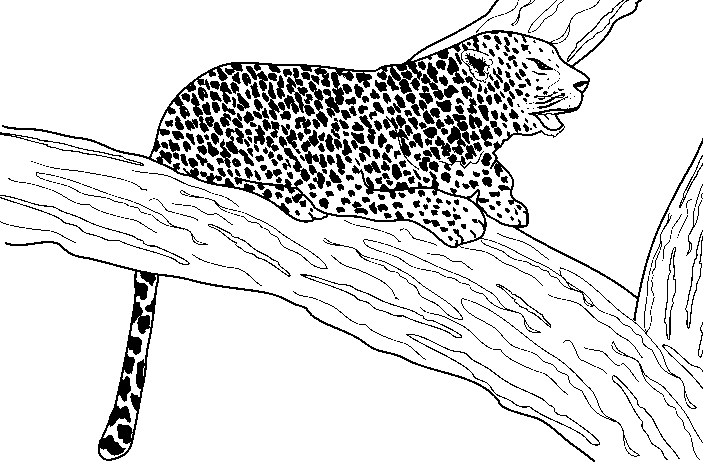 Dibujos de leopardo para imprimir - Imagui