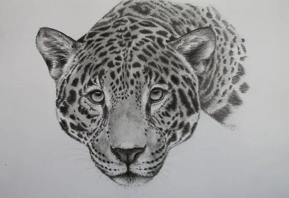 Dibujos de leopardos con lápiz especial - Imagui Dibujos de leopardos con lápiz especial - Imagui
