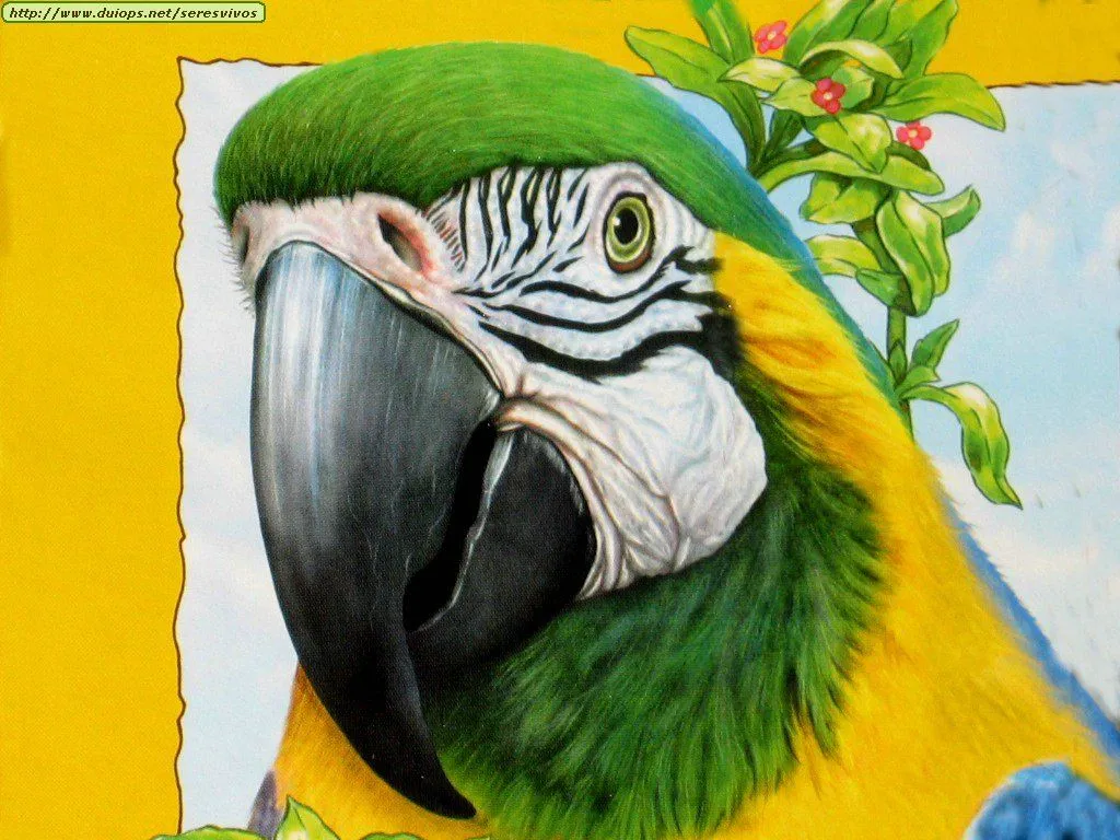 dibujos de loros - get domain pictures - getdomainvids.com dibujos de loros - get domain pictures - getdomainvids.com