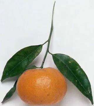 Dibujos de MANDARINA para colorear - Imagui Dibujos de MANDARINA para colorear - Imagui