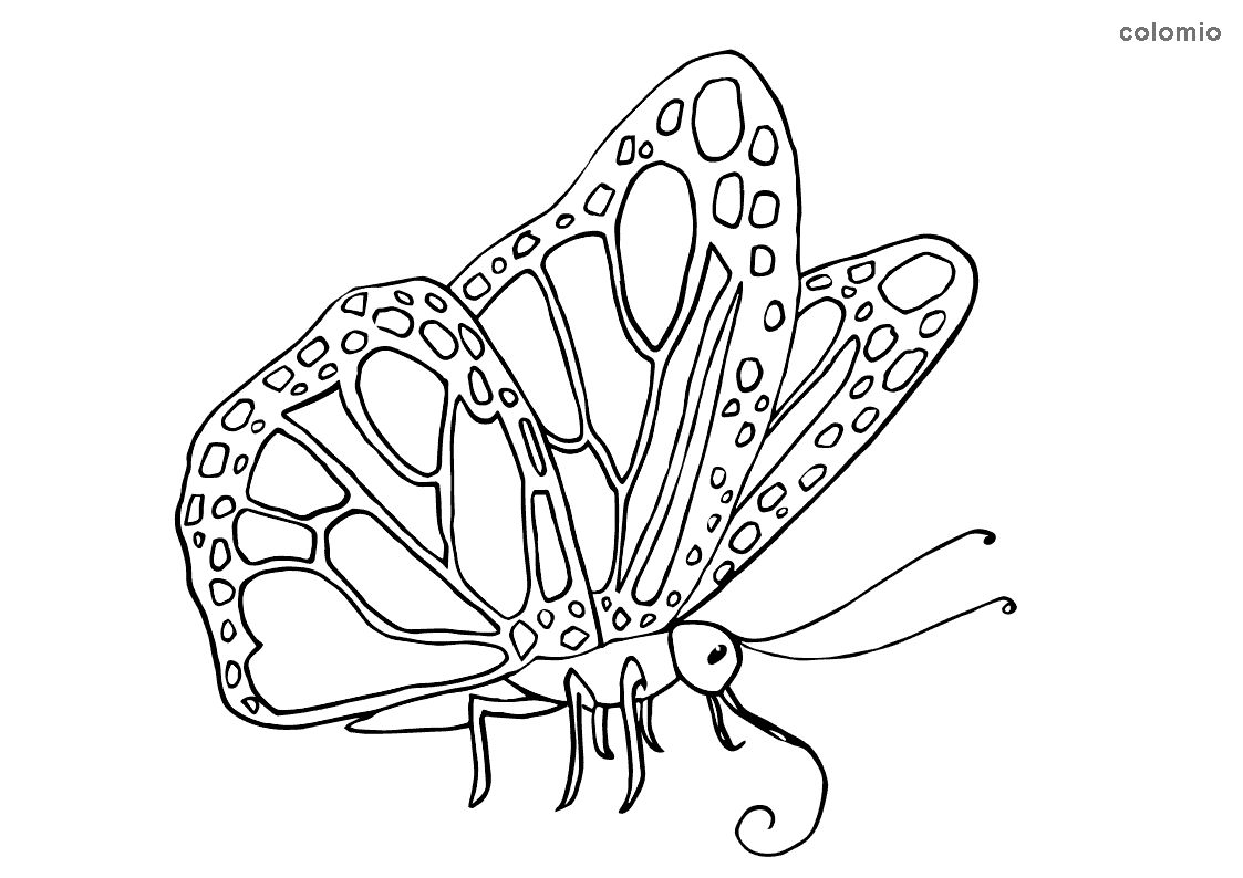 Dibujos de Mariposas para colorear » Imágenes de Mariposa para colorear Dibujos de Mariposas para colorear » Imágenes de Mariposa para colorear