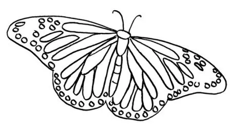 Dibujos de mariposas » MARIPOSAPEDIA