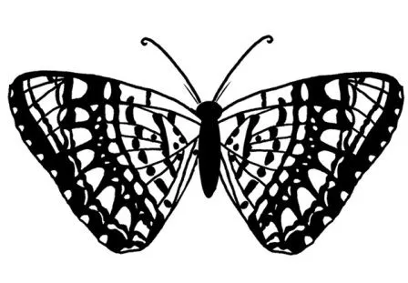 Dibujos de mariposas » MARIPOSAPEDIA