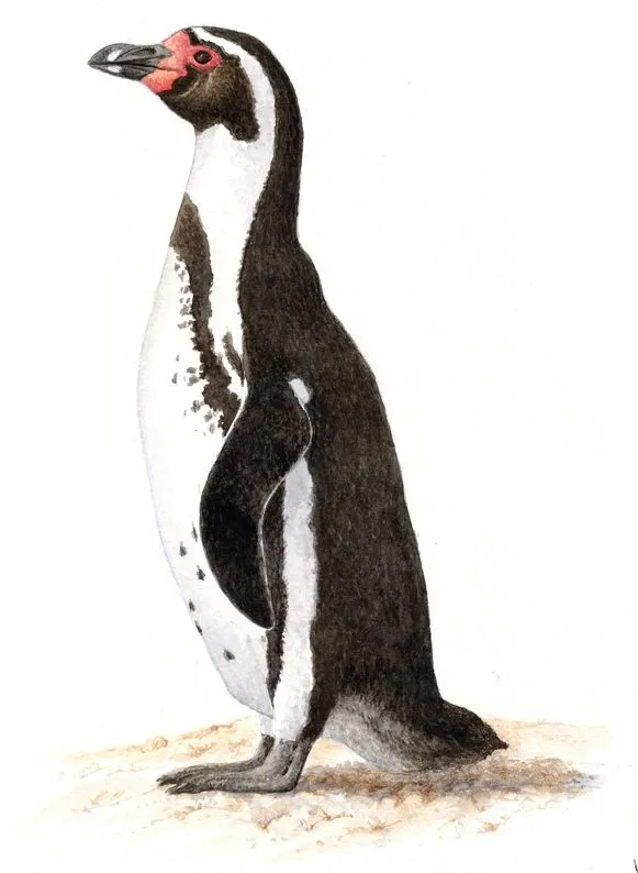 Dibujos y monos: Pingüino de Humboldt