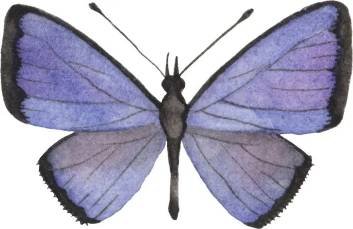 Dibujo de mariposa en color violeta y negro Dibujo de mariposa en color violeta y negro