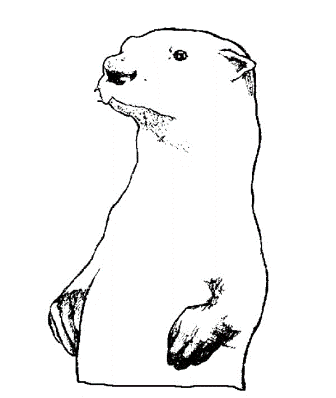 Dibujos de nutrias | NUTRIAPEDIA