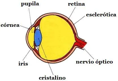 Claret 6 Castellano » ¿Cómo vemos la luz?