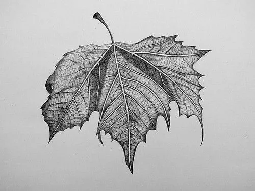 Dibujos orgánicos - Imagui