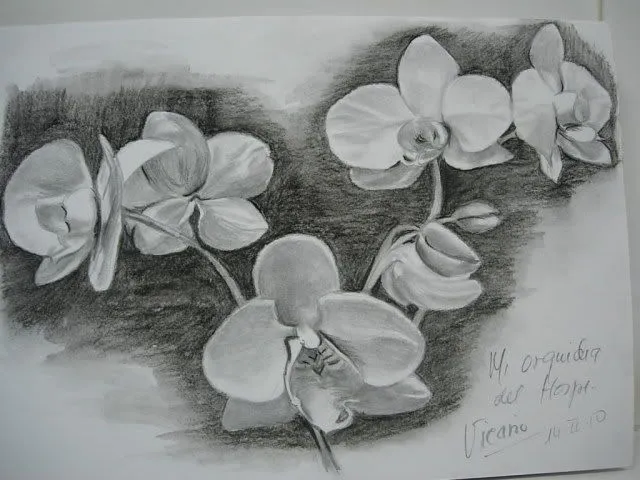 Dibujos de la orquidea para colorear - Imagui Dibujos de la orquidea para colorear - Imagui