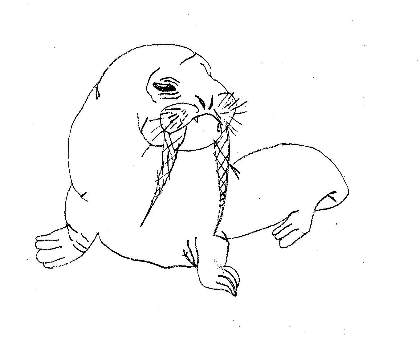 Los dibujos de PabloC: Estos mamiferos grandes, llamadas morsas ... Los dibujos de PabloC: Estos mamiferos grandes, llamadas morsas ...