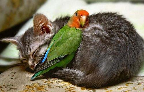 Imágenes tiernas de pajaritos | Imagenes Tiernas - Imagenes de Amor Imágenes tiernas de pajaritos | Imagenes Tiernas - Imagenes de Amor