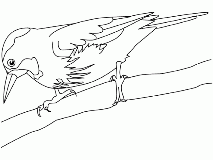 Dibujos de Pájaros para colorear. Imagenes de Pájaros. | ocells ... Dibujos de Pájaros para colorear. Imagenes de Pájaros. | ocells ...