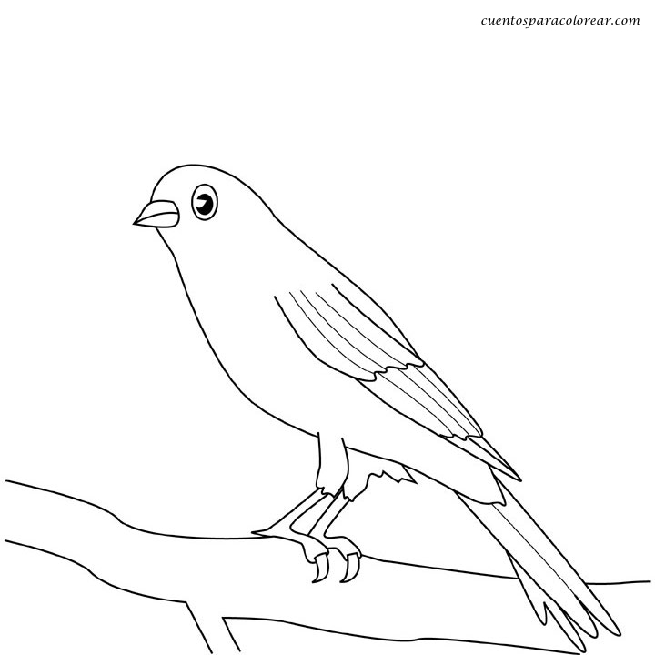 Dibujos de pájaros para imprimir y pintar | Colorear imágenes Dibujos de pájaros para imprimir y pintar | Colorear imágenes