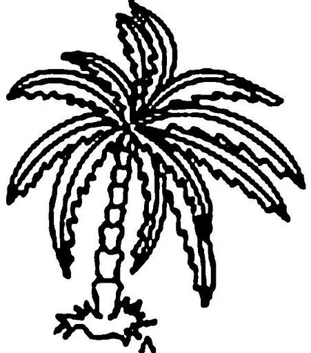 palmera1.jpg?imgmax=640