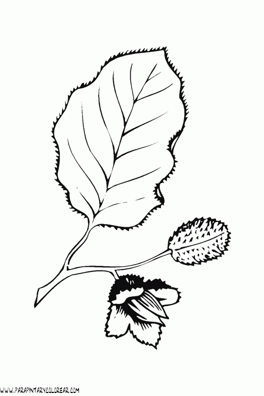 dibujos-para-colorear-de-hojas-de-arboles-003 dibujos-para-colorear-de-hojas-de-arboles-003