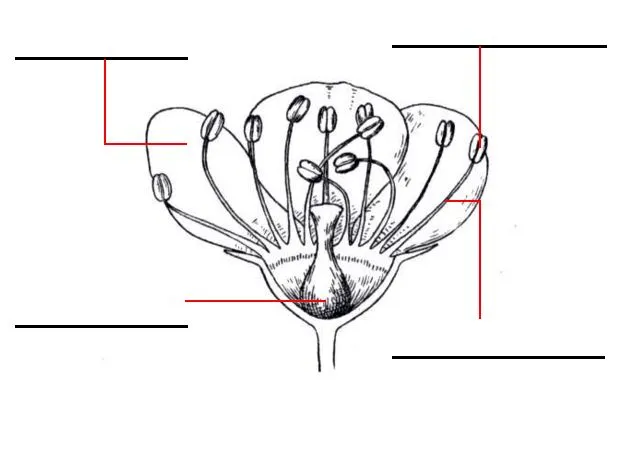 Dibujos de partes de la flor para colorear