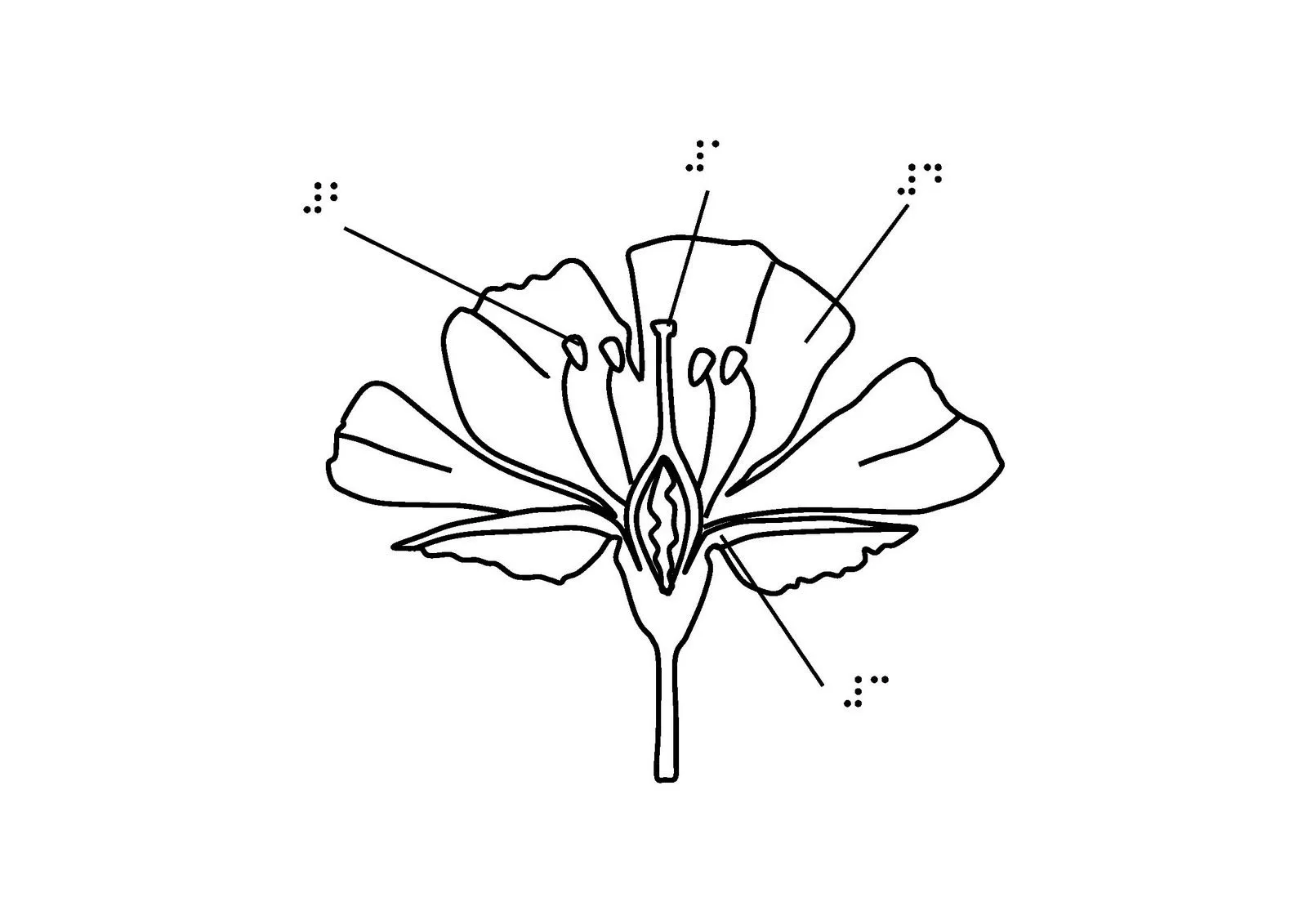 Dibujos de partes de la flor para colorear