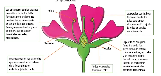 Dibujos de partes de la flor y sus funciones - Imagui Dibujos de partes de la flor y sus funciones - Imagui