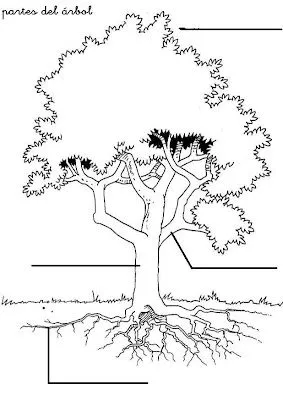 Una planta con sus partes para colorear - Imagui Una planta con sus partes para colorear - Imagui