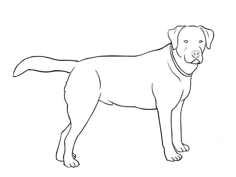 Dibujos de perros para colorear. Dibujos de razas de perros para ...