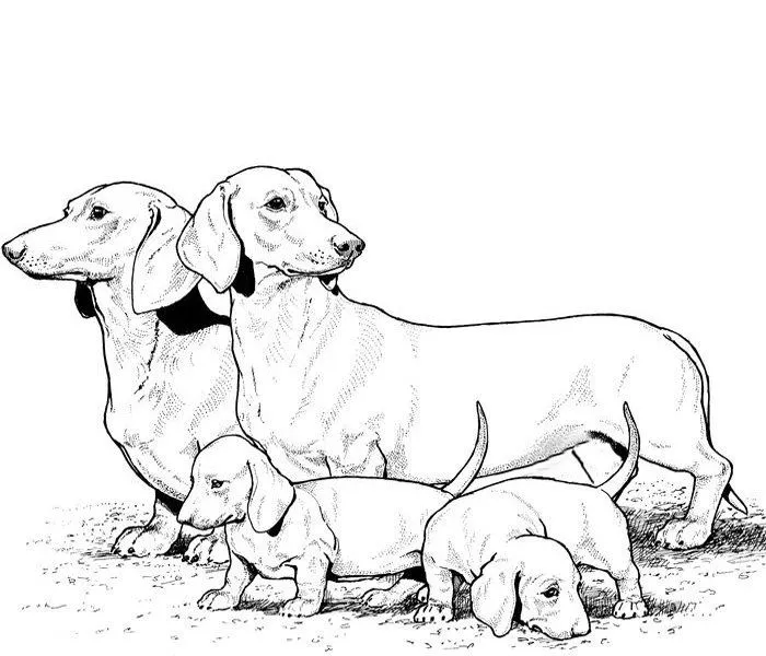 Dibujos de razas de perros para pintar. PerrosAmigos.com Dibujos de razas de perros para pintar. PerrosAmigos.com