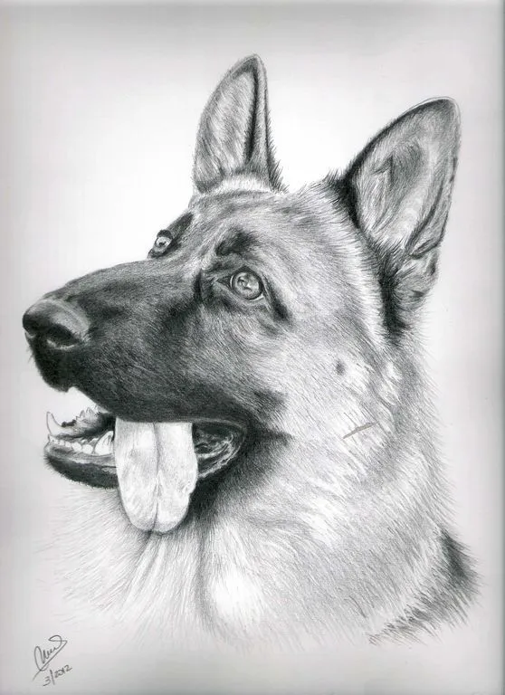 Dibujos de perrosa lapiz - Imagui