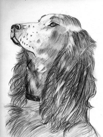 Imagenes de animales echos a lapiz - Imagui Imagenes de animales echos a lapiz - Imagui