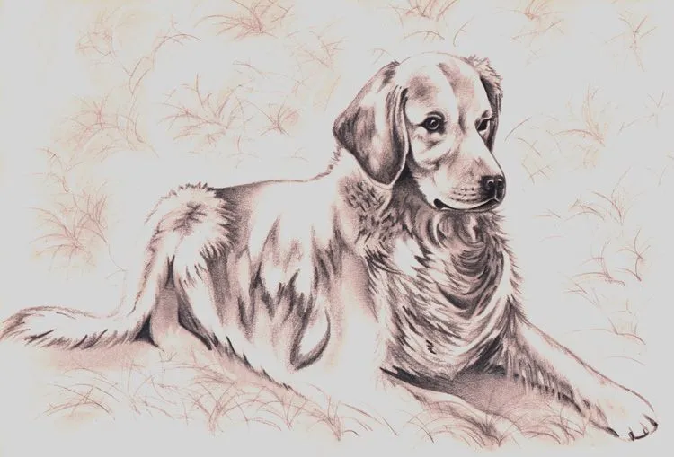Dibujos de perros a lapiz entren - Taringa! Dibujos de perros a lapiz entren - Taringa!