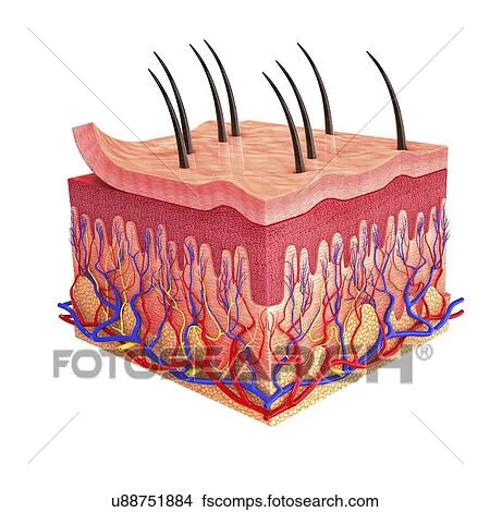 Dibujos - piel humana, ilustraciones u88751884 - Buscar Clip Art ... Dibujos - piel humana, ilustraciones u88751884 - Buscar Clip Art ...