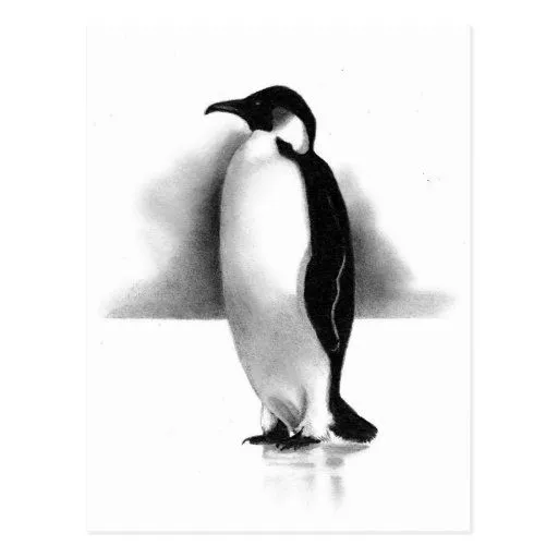 PINGÜINO EN LÁPIZ: ARTE DEL REALISMO TARJETAS POSTALES | Zazzle PINGÜINO EN LÁPIZ: ARTE DEL REALISMO TARJETAS POSTALES | Zazzle