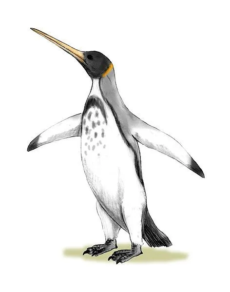 Dibujos de pinguinos a lapiz - Imagui