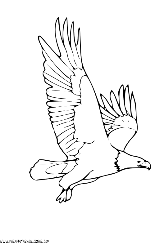 Aguila imagen para colorear - Imagui