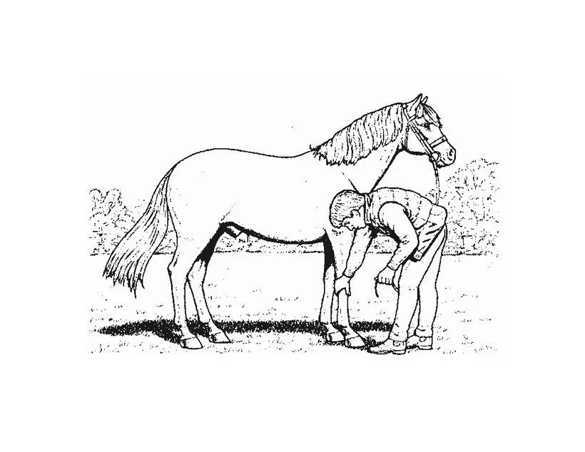 Dibujos para pintar CENTRO ECUESTRE, cuidar un caballo para imprimir Dibujos para pintar CENTRO ECUESTRE, cuidar un caballo para imprimir