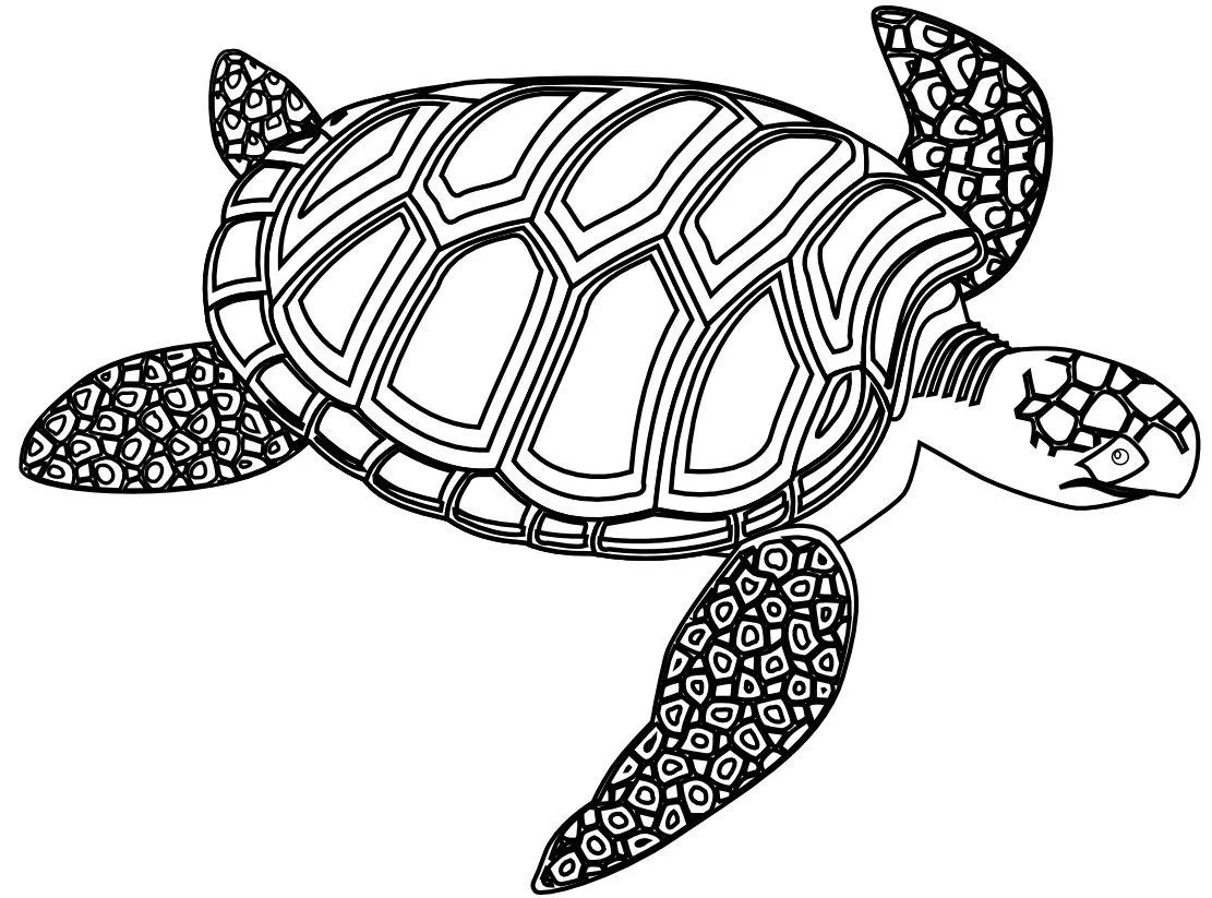 El delfin con tortuga para colorear - Imagui El delfin con tortuga para colorear - Imagui