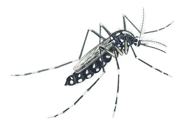 Dibujos para pintar del mosquito aedes aegypti - Imagui Dibujos para pintar del mosquito aedes aegypti - Imagui