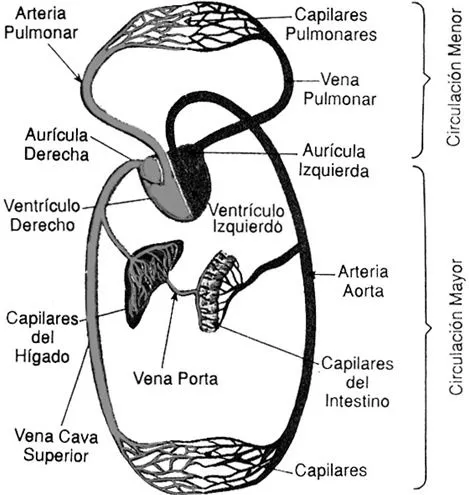 Dibujos para pintar del sistema circulatorio para niños - Imagui Dibujos para pintar del sistema circulatorio para niños - Imagui