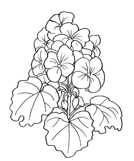 Dibujos para pintar en tela flores | Geranios | pintura en tela ... Dibujos para pintar en tela flores | Geranios | pintura en tela ...