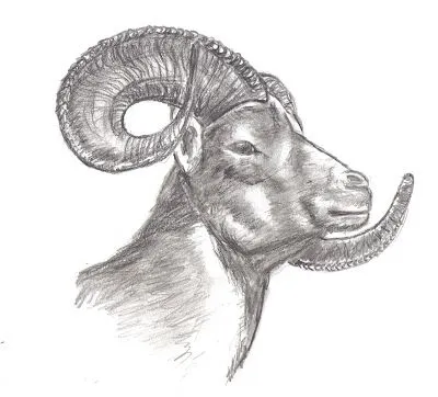 Dibujos y Pinturas: Simpático animal