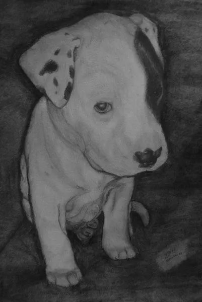 Dibujos de pitbull a lapiz - Imagui