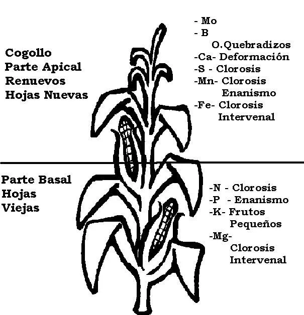 PLANTA DE MAIZ para colorear - Imagui