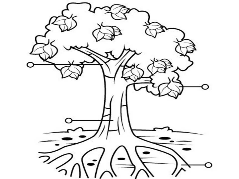 Dibujo de la planta y sus partes - Imagui