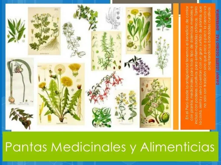 Dibujos de plantas alimenticia - Imagui