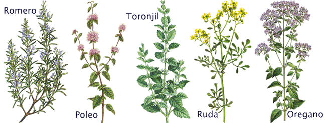 Dibujos de plantas medicinales con nombres - Imagui | tat ... Dibujos de plantas medicinales con nombres - Imagui | tat ...