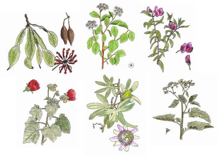 DIBUJOS DE PLANTAS