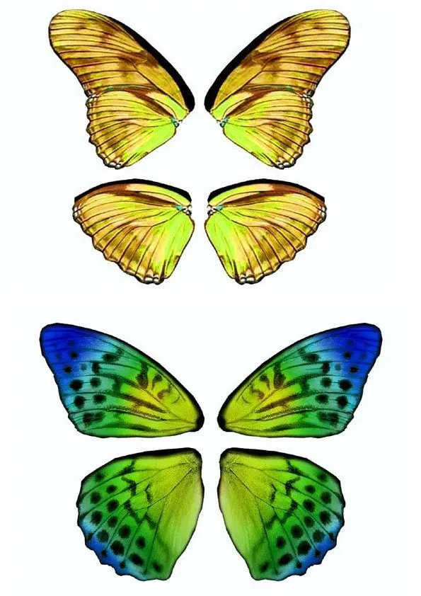 Dibujos y Plantillas para imprimir: Alas mariposas para hadas | Alas de mariposa, Mariposas para imprimir, Alas de hadas Dibujos y Plantillas para imprimir: Alas mariposas para hadas | Alas de mariposa, Mariposas para imprimir, Alas de hadas