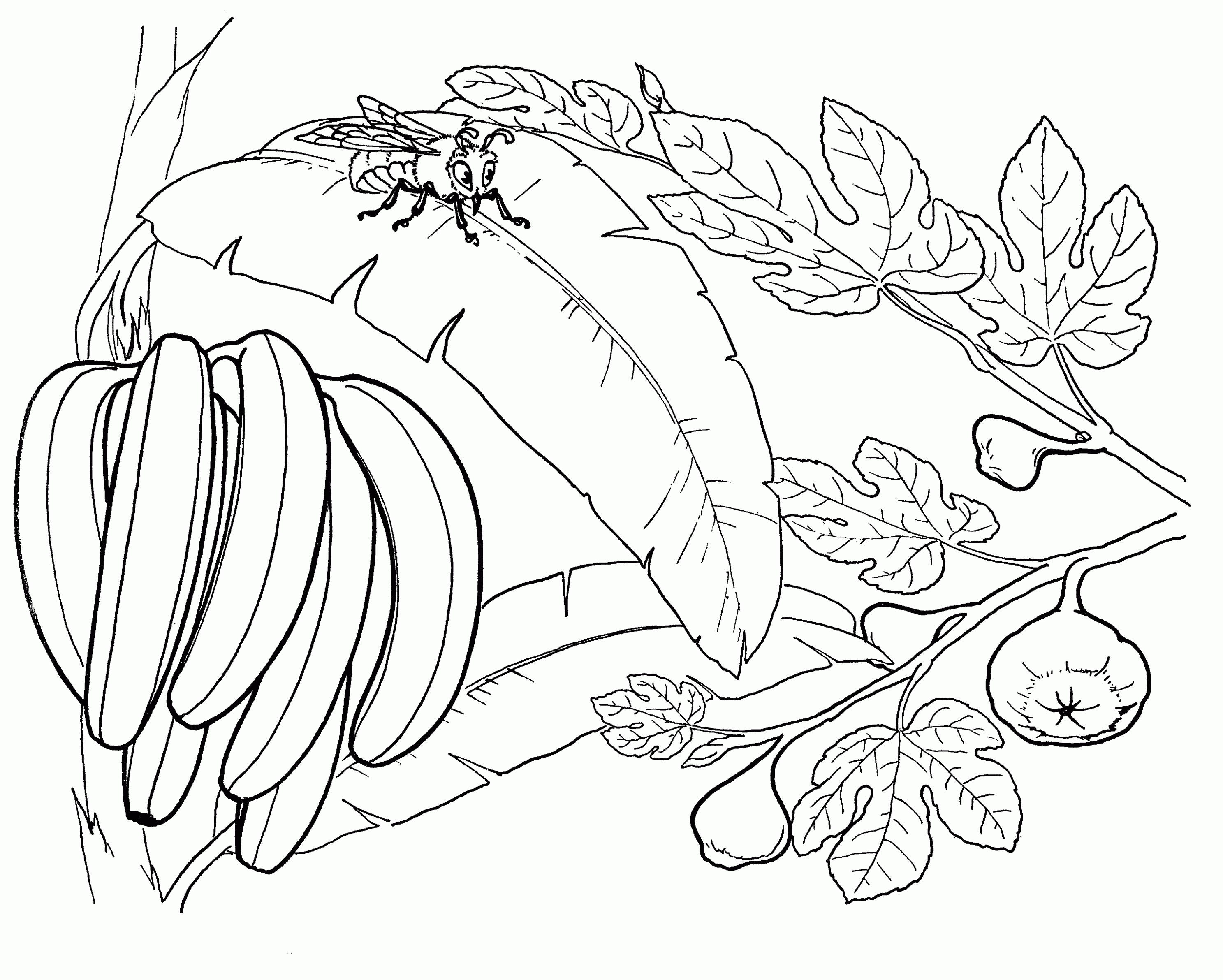 Dibujos de plátano para colorear - Imagui