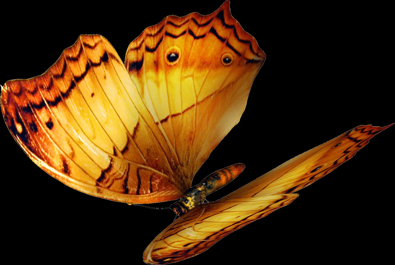  ... Mariposas Png and post Marcos Para Fotos Marcosscrap Mariposas Png