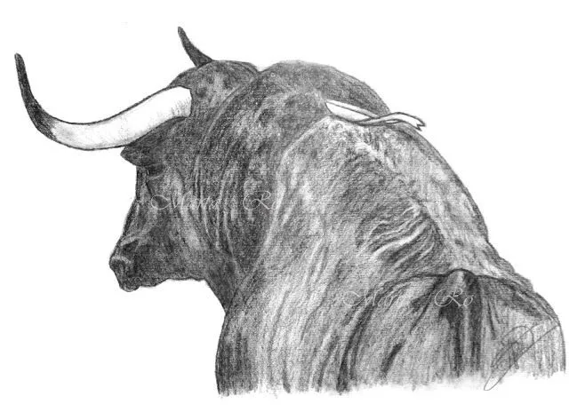 Mis dibujos "toros y caballos" on Pinterest | Pintura, Pastel and ...