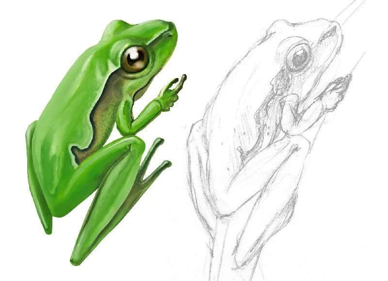 Dibujos de rana a lapiz - Imagui
