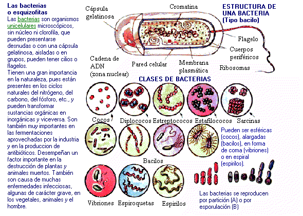Dibujos de bacterias y sus nombres - Imagui